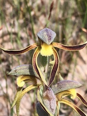 Lyperanthus serratus