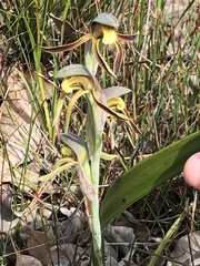 Lyperanthus serratus