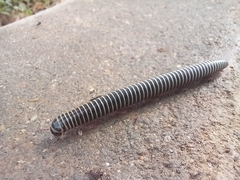 Ommatoiulus diplurus