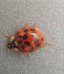 Harmonia axyridis