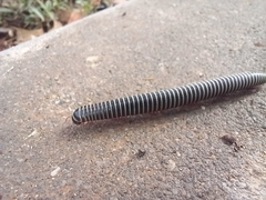 Ommatoiulus diplurus