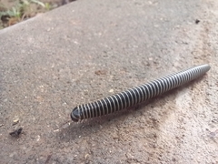 Ommatoiulus diplurus