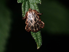 Dermacentor marginatus