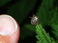 Dermacentor marginatus