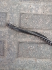 Ommatoiulus diplurus