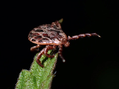 Dermacentor marginatus
