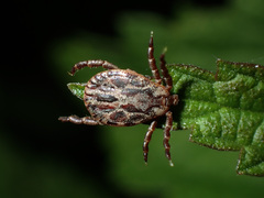 Dermacentor marginatus