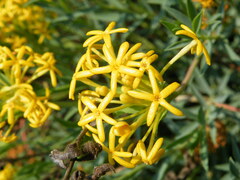 Lasiosiphon capitatus