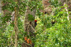 Campephilus magellanicus