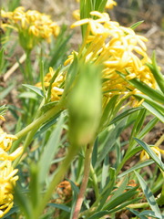 Lasiosiphon capitatus