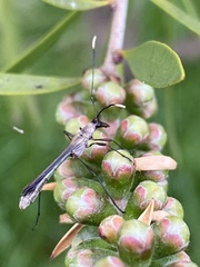 Enchoptera apicalis