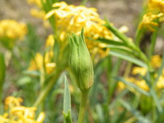 Lasiosiphon capitatus