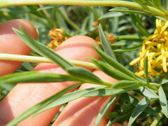 Lasiosiphon capitatus