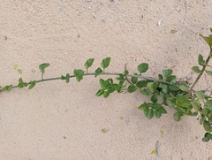 Solanum africanum