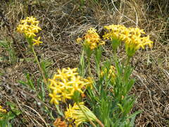 Lasiosiphon capitatus