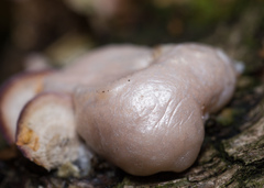 Lycogala flavofuscum