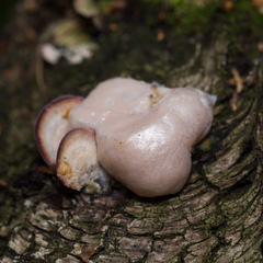 Lycogala flavofuscum