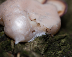 Lycogala flavofuscum