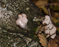 Lycogala flavofuscum