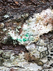 Trichoderma viride