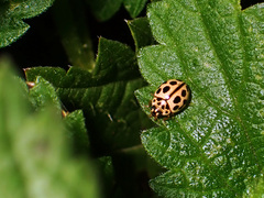 Tytthaspis sedecimpunctata