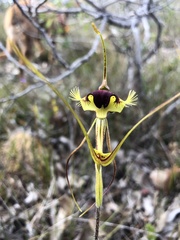 Caladenia lobata
