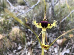 Caladenia lobata