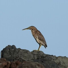 Butorides striata rhizophorae