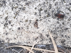 Melanocoryphus tristrami