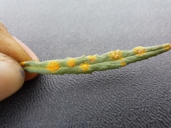 Puccinia lagenophorae