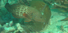 Cephalopholis cyanostigma