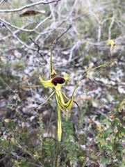 Caladenia lobata