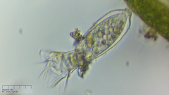 Pyxicola
