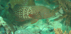 Cephalopholis cyanostigma