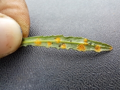 Puccinia lagenophorae