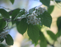 Styrax glabrescens
