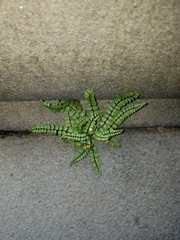 Asplenium trichomanes