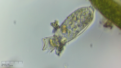 Pyxicola