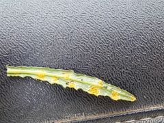 Puccinia lagenophorae