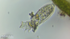 Pyxicola