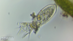 Pyxicola