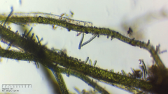 Stichosiphon willei
