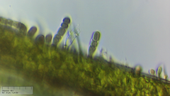 Stichosiphon willei