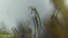 Stichosiphon willei