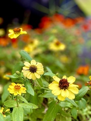 Zinniinae