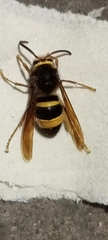 Vespa vivax