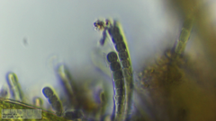 Stichosiphon willei