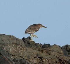 Butorides striata rhizophorae