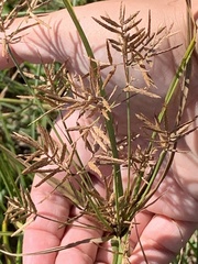 Cyperus esculentus