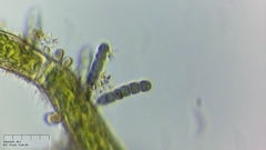 Stichosiphon willei
